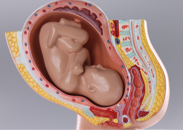 Obstetrics - Pregnancy Care